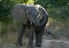 Sankuru : l’invasion des éléphants en furie menace la sécurité alimentaire à Lomela